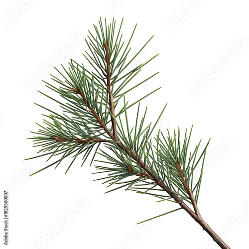 Single green pine branch isolated on white background, evergreen needle foliage for winter or spa concept