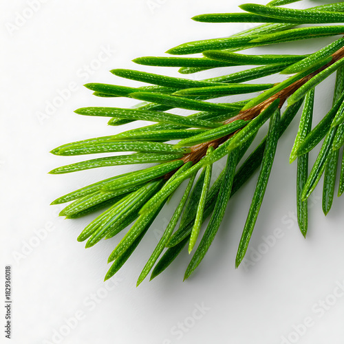 Fresh Green Spruce Branch Isolated on White Background