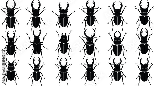 Beetle silhouette collection, insect species variation, entomology study icons, black white symmetrical grid, cad drawing flat vector illustration