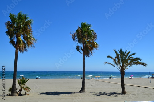Beaches in Alicante, Spain, with their beautiful palm trees