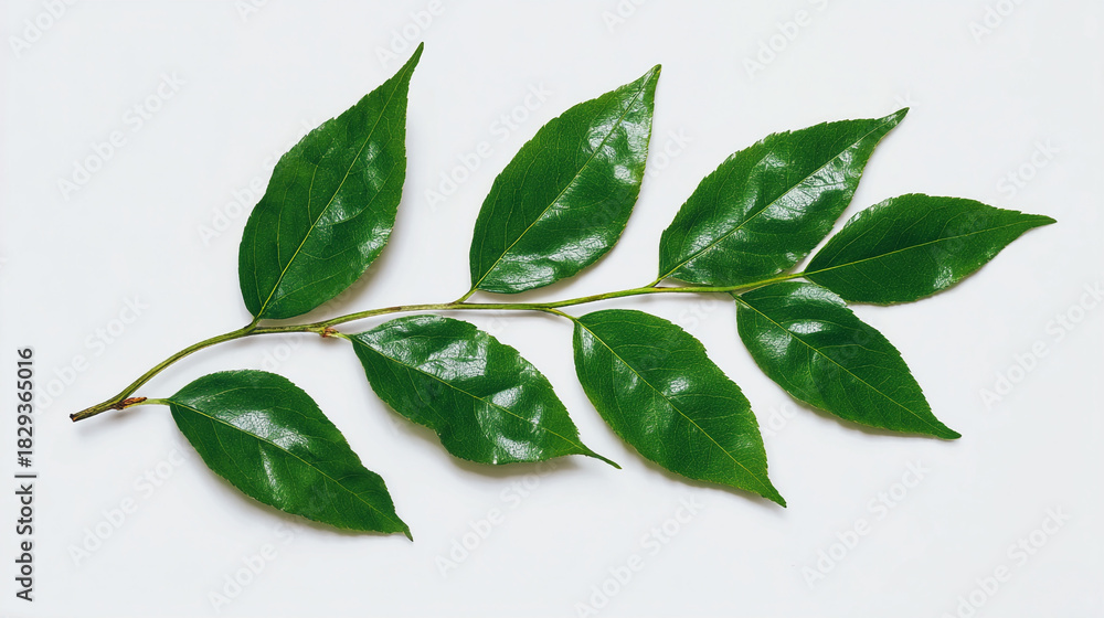 Naklejka premium A sprig of green leaves with a smooth texture isolated on a white background in studio shot