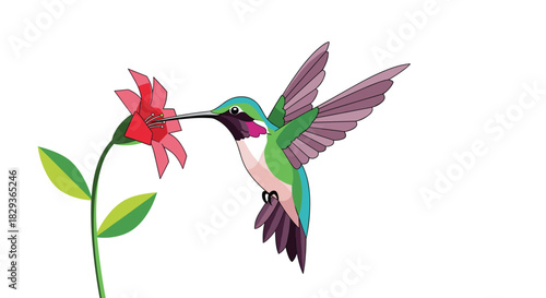Vibrant hummingbird with colorful plumage hovers to sip nectar from a bright red flower against a clean white background.