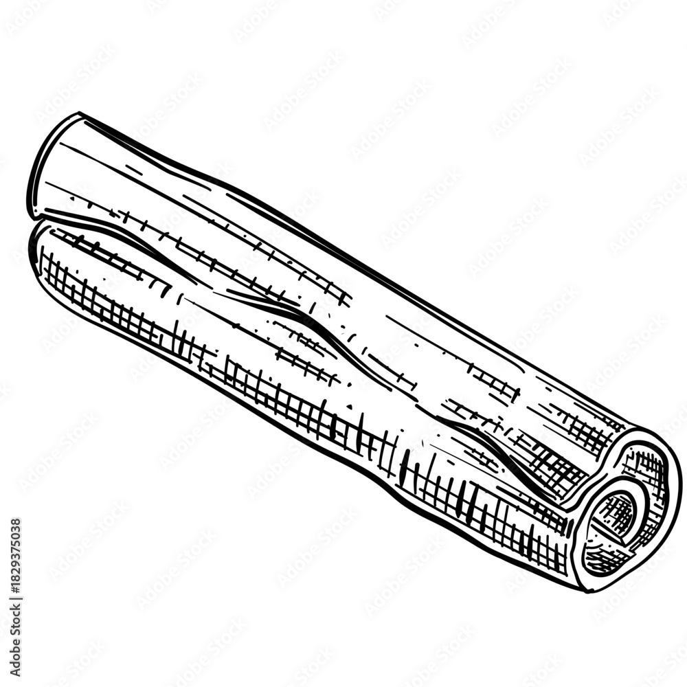 Fototapeta premium Cinnamon vector line art hand drawn illustration