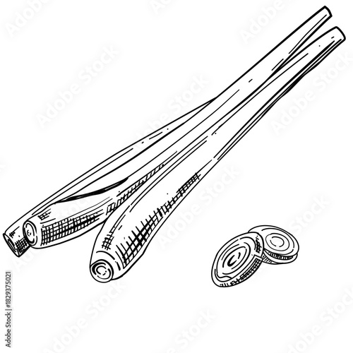 Lemongrass vector line art hand drawn illustration