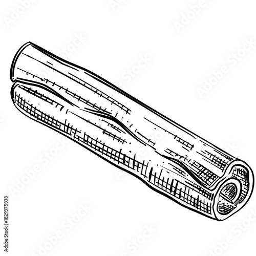Cinnamon vector line art hand drawn illustration