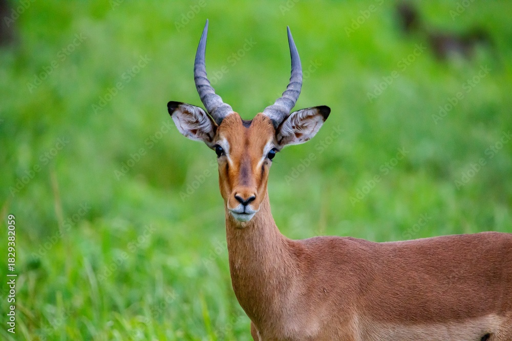 Naklejka premium Impala (Aepyceros melampus) is a medium-sized antelope that lives in the east and south of Africa. 