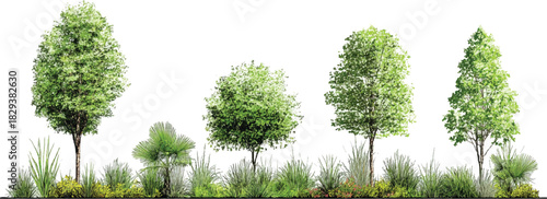 Diverse green trees and various plants in a row against a white background nature foliage