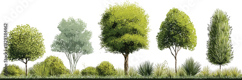 Diverse collection of illustrated trees and green foliage on a white background bush grass