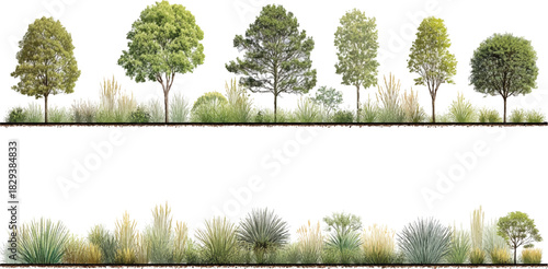 Row of diverse trees and grasses against white background plant nature