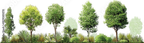 Diverse green trees and shrubs in a row with white background nature plant