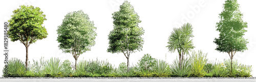 Diverse green trees and lush foliage in a horizontal landscape illustration plant nature