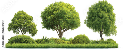 Three lush green trees and dense foliage with grass in a natural outdoor setting nature