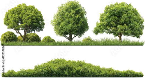Three green trees with lush foliage and surrounding grass and bushes on a white background leaves