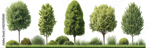 Five green trees and various bushes on a white background plant nature