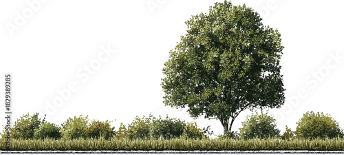 Large green deciduous tree with dense foliage surrounded by smaller bushes and tall grass leaves branches