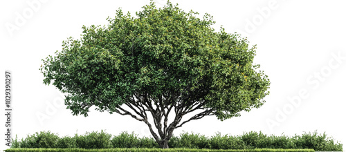 Large deciduous tree with lush green foliage and thick trunk surrounded by low green bushes and grass