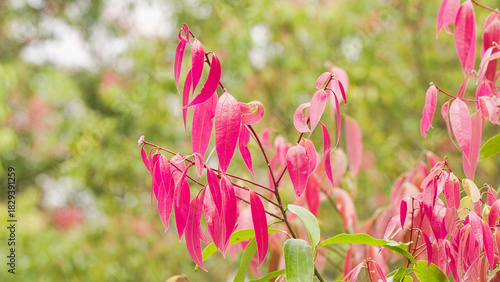 close up, red indonesian cassia or cinnamon leaves on plant or tree, cinnamomum burmanii, in forest or plantation, sumatra, indonesia