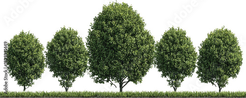 Five green leafy trees with grass border on white background foliage nature