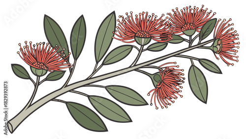 Hand-drawn Red Flowering Gum Branch Vector, A hand-drawn vector illustration of a eucalyptus branch with red flowering gum blossoms and green leaves