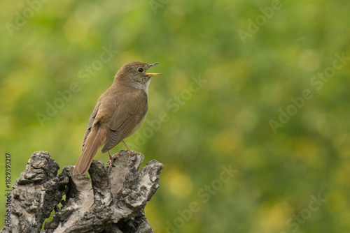 Nachtigall (Luscinia megarhynchos)