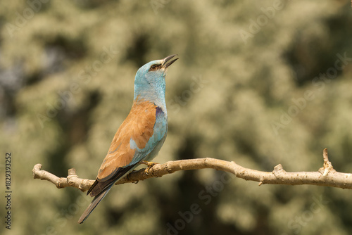 Blauracke (Coracias garrulus)