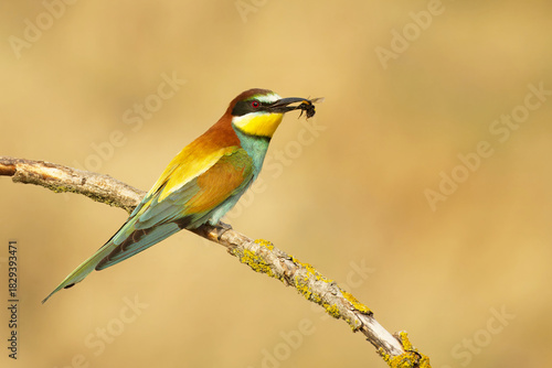 Bienenfresser (Merops apiaster)