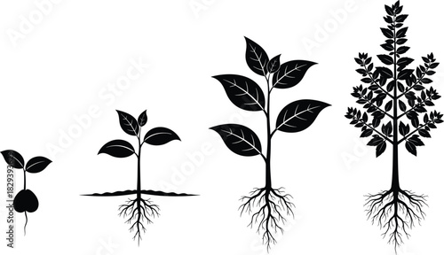 Black and White Illustration of Four Plant Growth Stages Showing Root and Leaf Development for Educational and Botanical Use