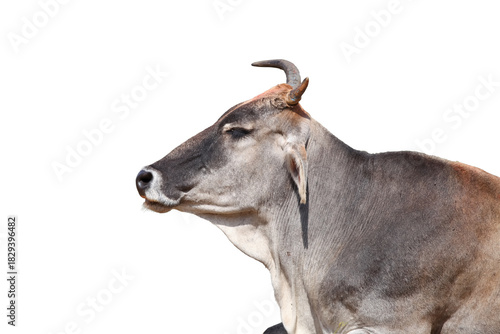 Indian cow also known as Brahman cattle isolated on white background.