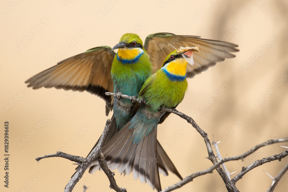 Fototapeta premium Sqwallow-tailed bee-eater in the Kgalagadi, South Africa. The insect is used as partof the courtship display.