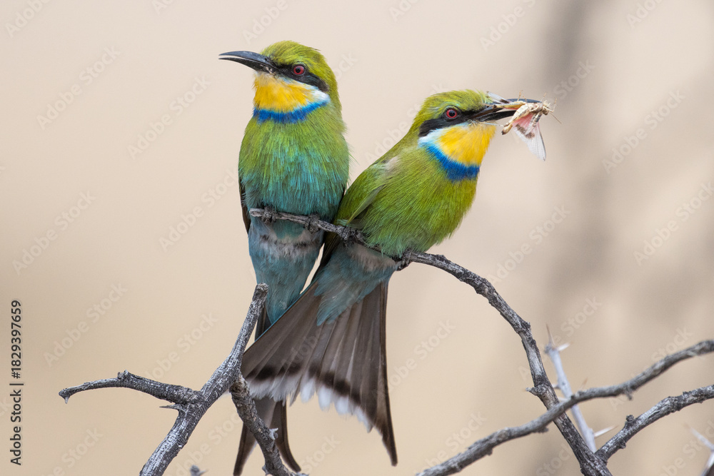 Obraz premium Sqwallow-tailed bee-eater in the Kgalagadi, South Africa. The insect is used as partof the courtship display.