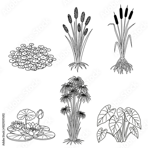 Line Art Illustration of Various Aquatic Plants: Lily Pads, Cattails, and Papyrus