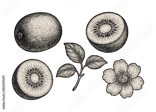 Hand-drawn kiwi sketches: whole, halves, leaves, and blossom illustration