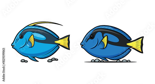 Pair of Blue Tang Fish Swimming Underwater with Pebbles and Coral Reef Scenery