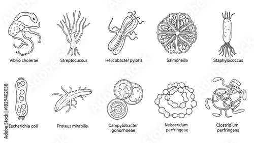 Bacteria collection diagram