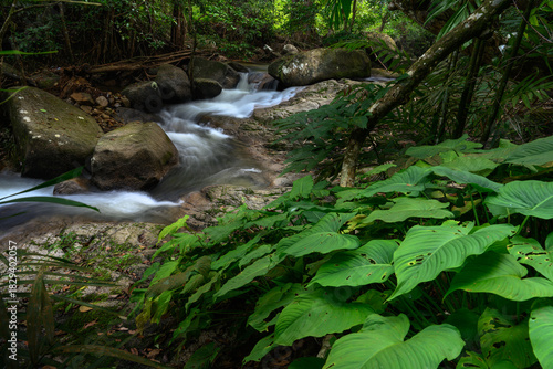 A lush tropical forest stream flowing over rocks, surrounded by vibrant green foliage.