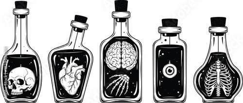 Detailed human anatomy illustration, heart, brain, spine, vertebral column, medical biology vector illustration