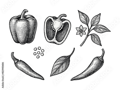 Hand-drawn vegetables: bell pepper, chili, leaves, and flower design