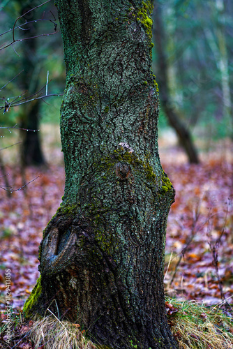 Fototapeta Naklejka Na Ścianę i Meble -  tree in the forest