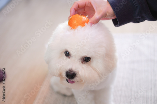 Bichon Frise Kagami Mochi with Mikan | Cute Fluffy White Dog New Year Photo