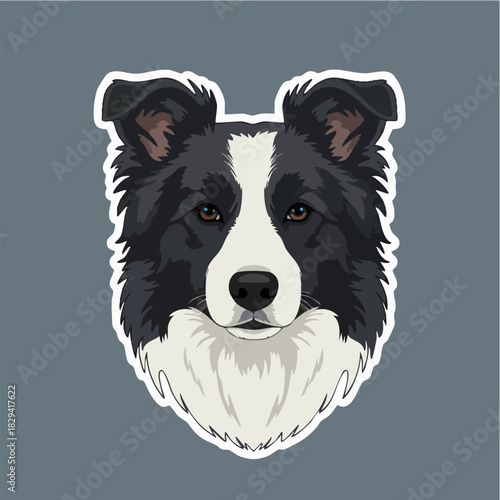 Border Collie Dog Head Vector Illustration Sticker Graphic