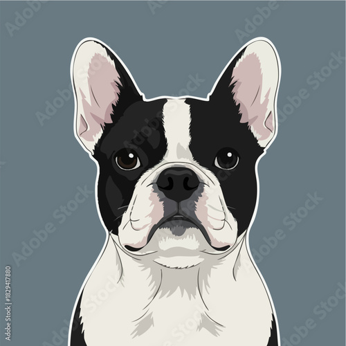 Detailed Boston Terrier Dog Portrait Sticker Illustration