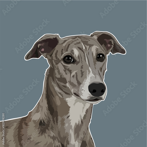 Elegant Whippet dog portrait illustration on solid background