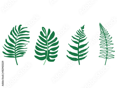 fern leaf isolated on white background