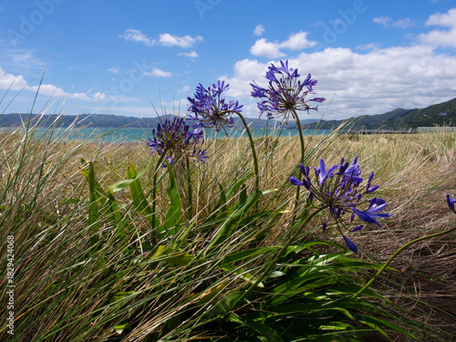 Purple Agapanthus flowers blooming on coastal dunes