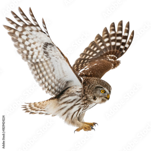Majestic brown and white spotted owl flying with wings spread wide. focused bird of prey hunting, isolated on background, showing detail