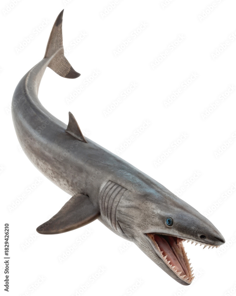 Fototapeta premium Fierce prehistoric shark showing sharp tooth open mouth. An aggressive ancient ocean predator fish isolated against transparent background