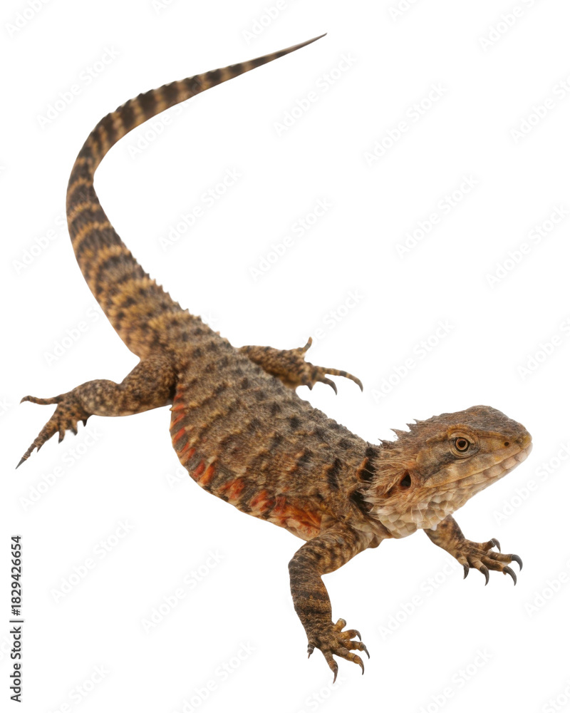 Naklejka premium Alert brown lizard reptile with orange markings and striped tail. An isolated wild animal looking curious from top view on background