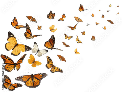 Graceful swarm of orange butterfly flight. Beautiful migration of delicate insect with wing transparency background. Concept of freedom