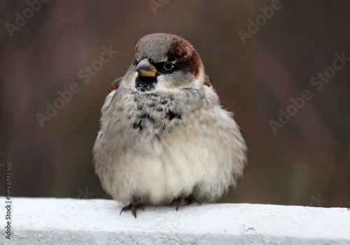  A close-up of a young male house sparrow perched on a fence in a city park on a cold autumn day. The background is dark green and blurred.