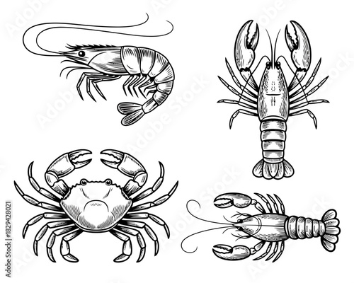 Collection of hand drawn seafood illustrations featuring shrimp crab and lobster